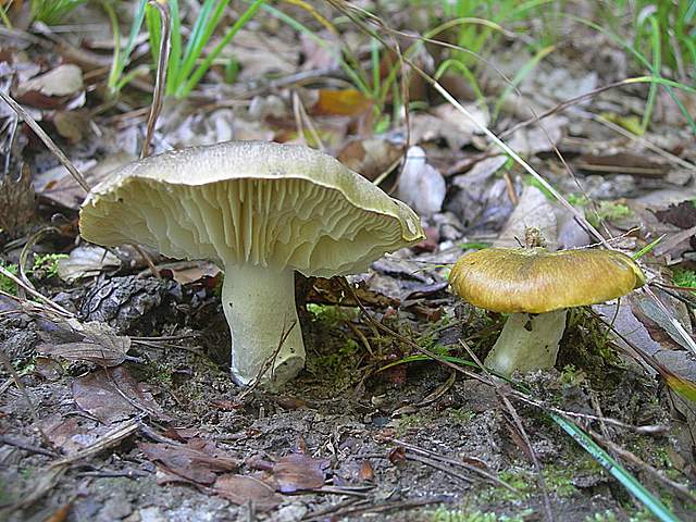 Tricholoma clavocystis